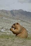 Leh Moto Tour 2009 006